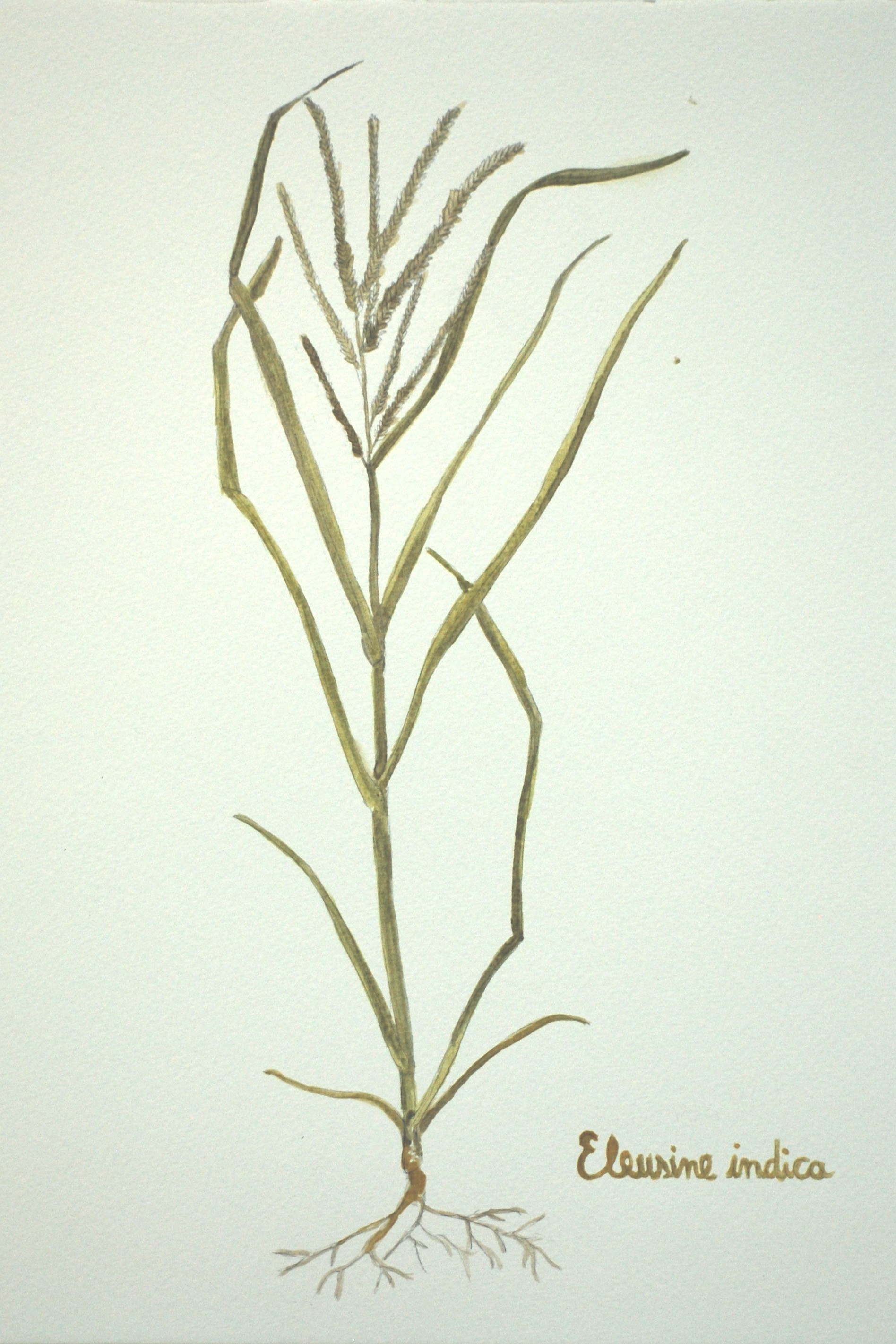 Eleusine indica