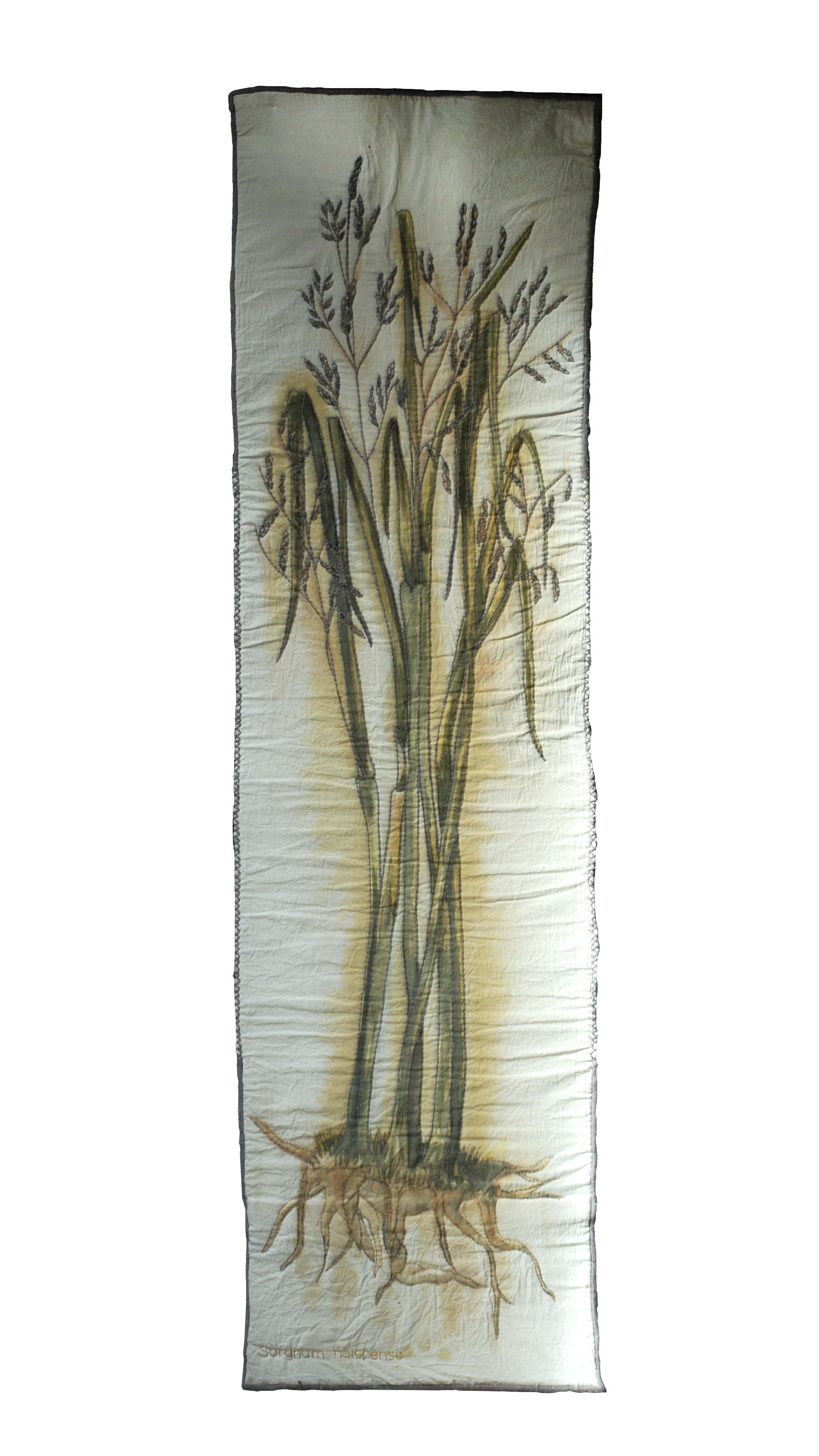 Sorghum halepense 