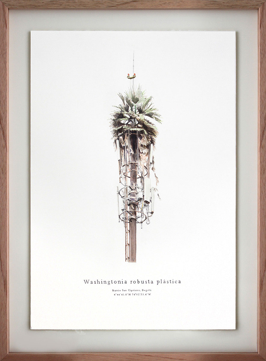 Washingtonia Robusta Plastica II