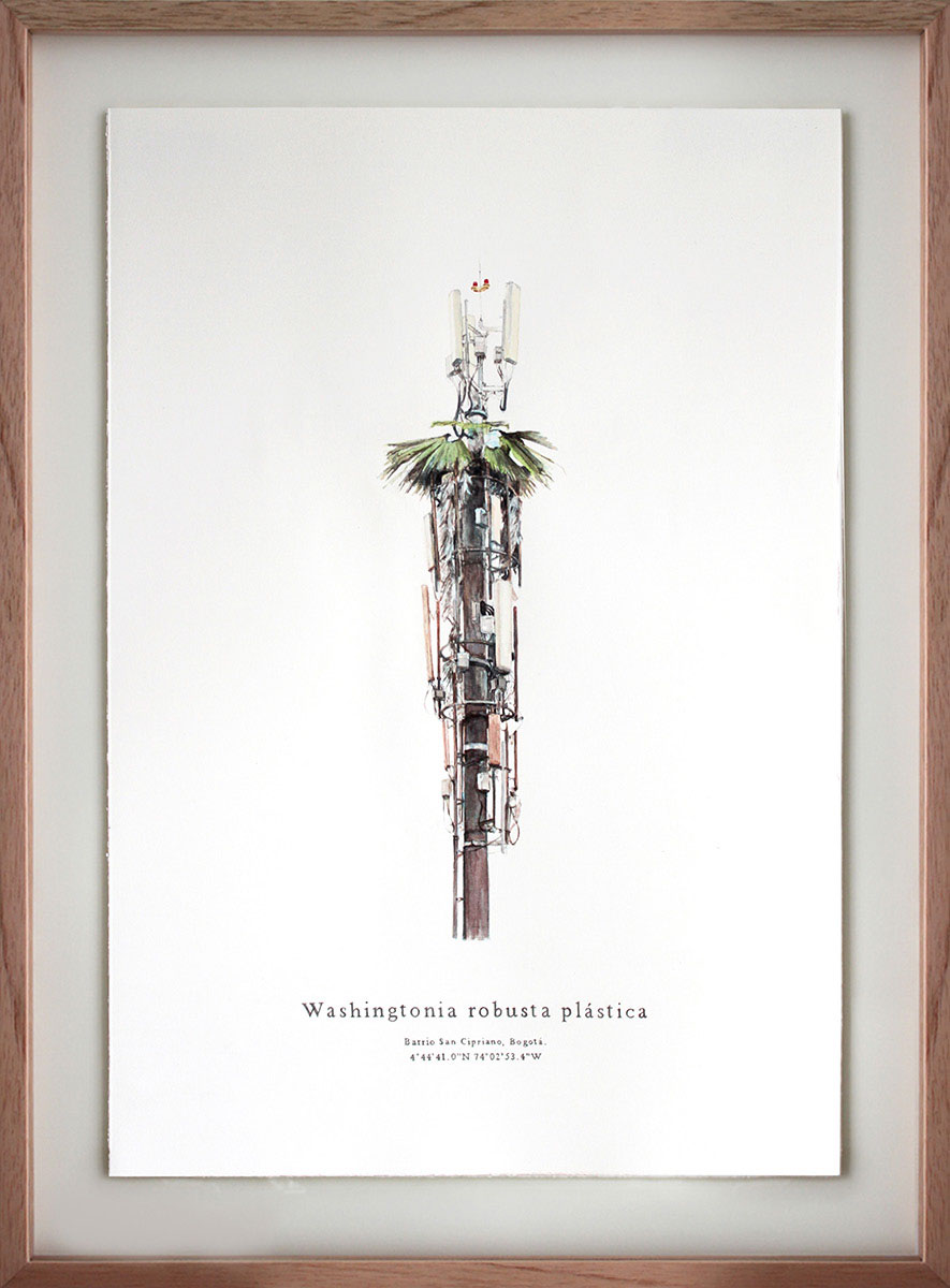 Washingtonia Robusta Plastica I