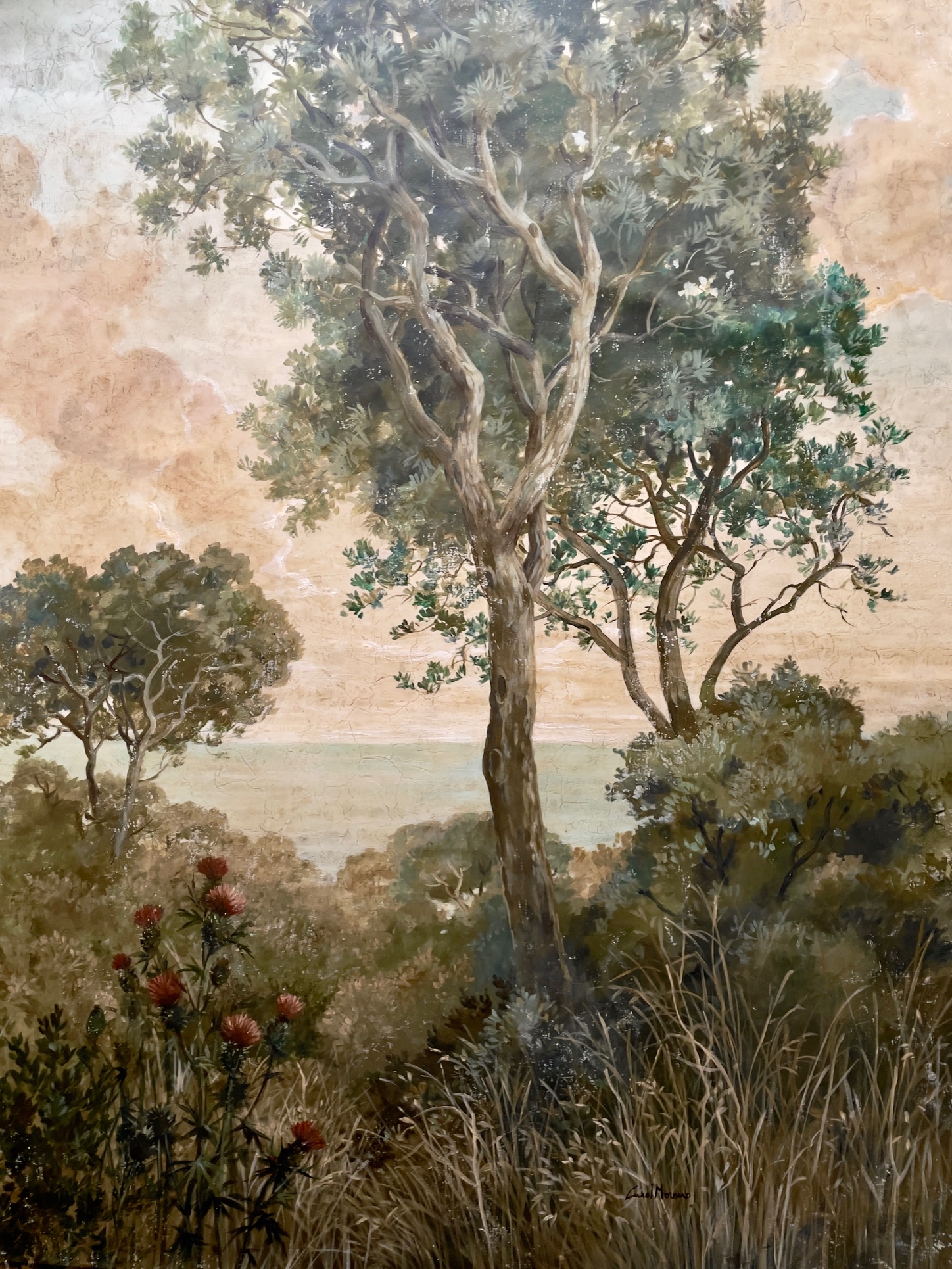Pinos y Cardos en Collserola