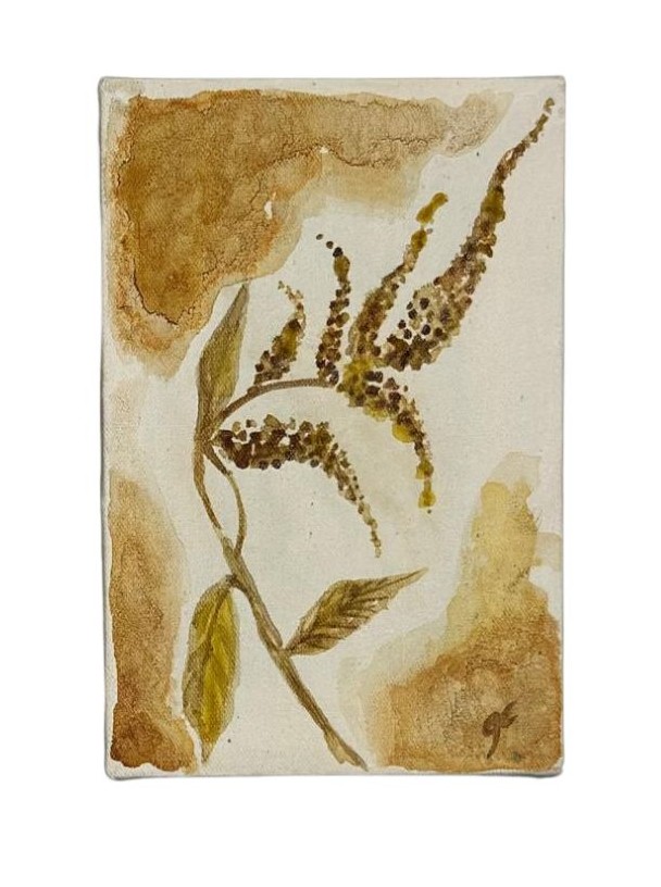Amaranthus 1