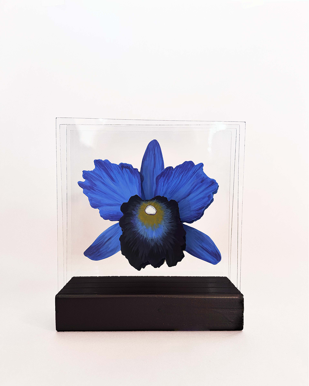 Orquídea azul 