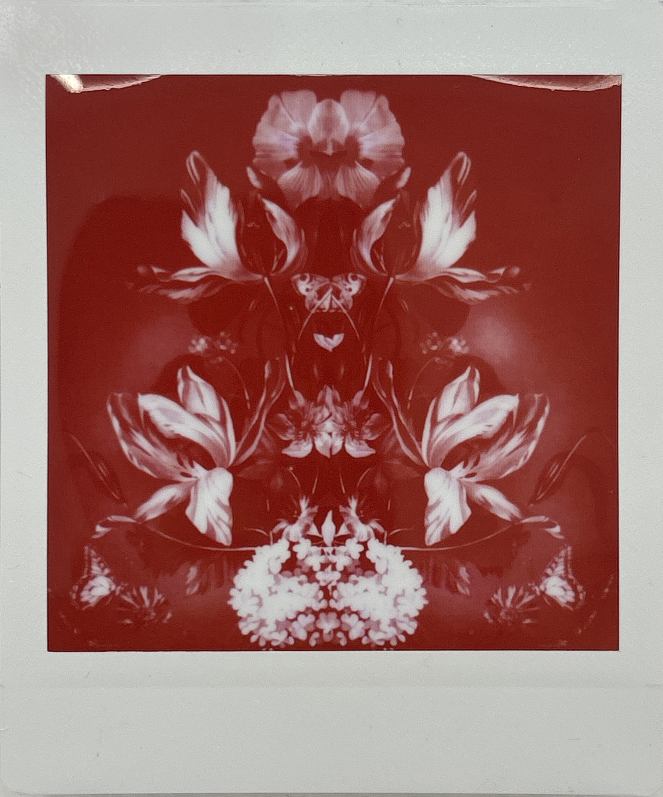 La noche sexual, polaroids. Instalación de 200 obras