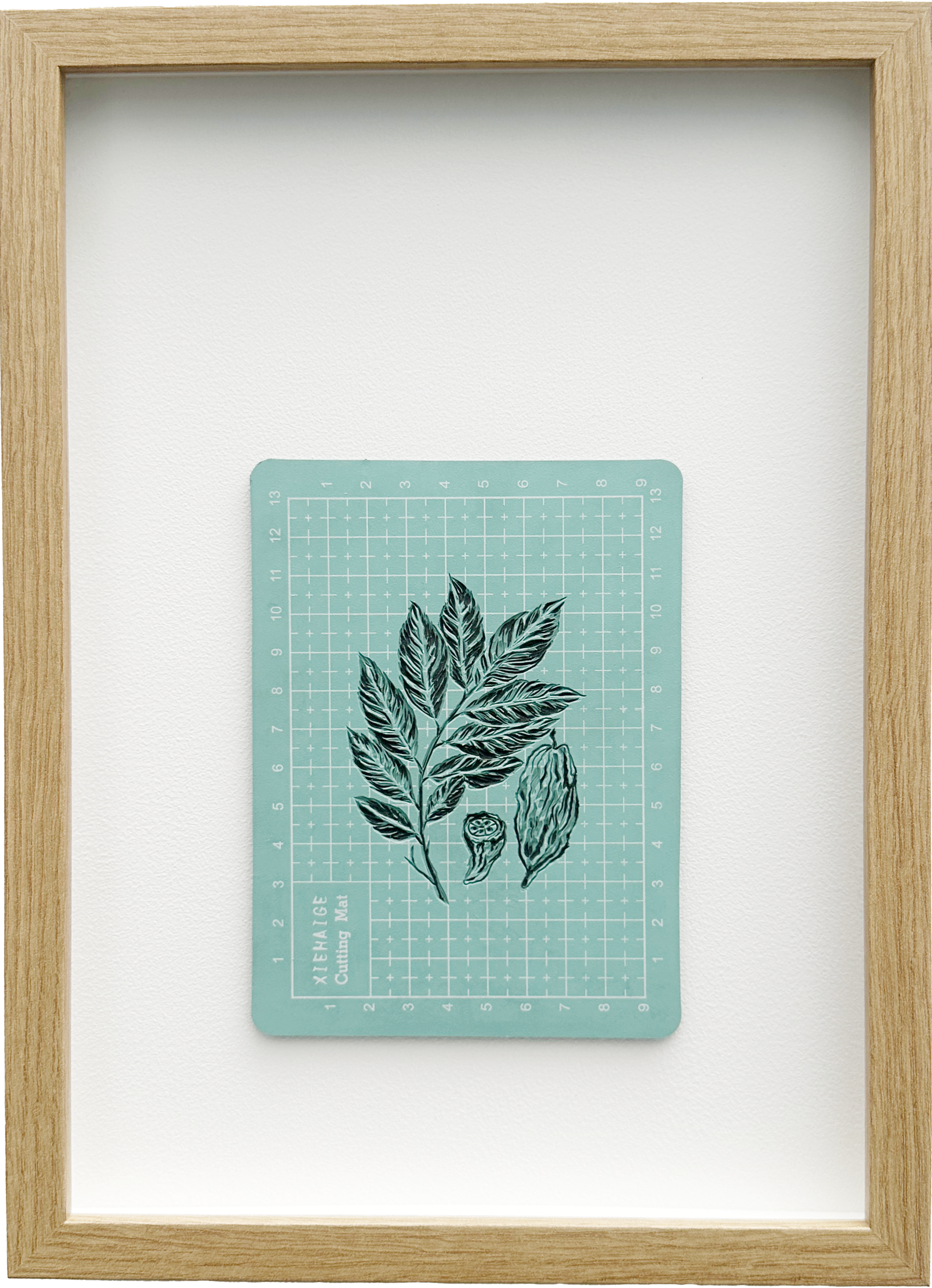Theobroma cacao 2