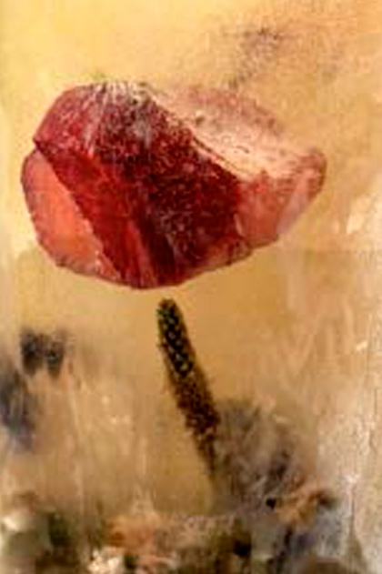 Herbarium Glaciale
