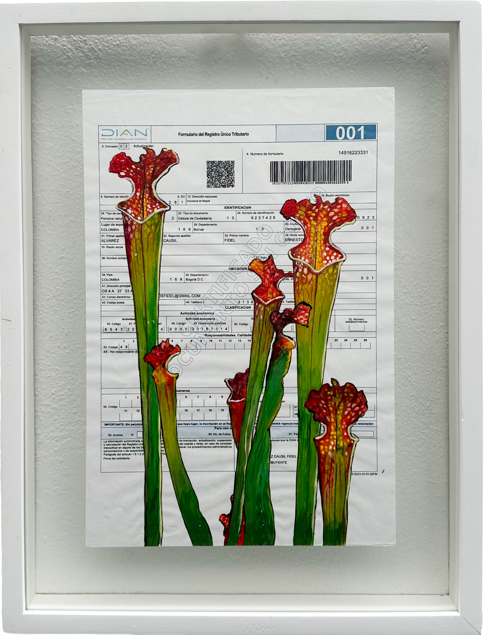 Mala Hierva (Sarracenia)